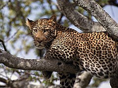 Hanging Out, African Leopard, Tanzania, Africa